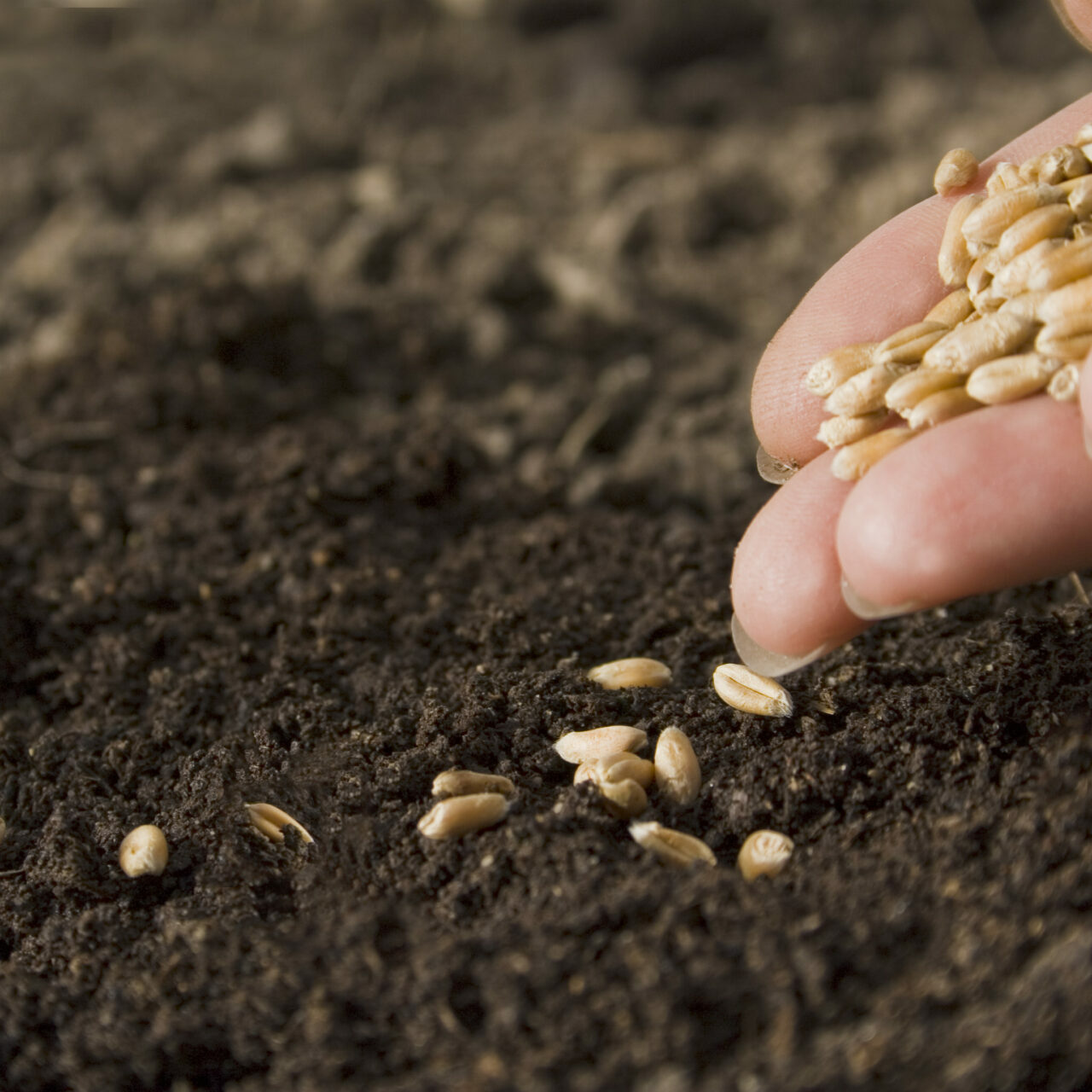 Sowing wheat